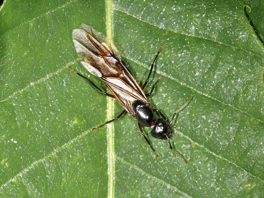 Camponotus ligniperda?